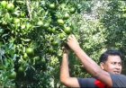 আহিছে-কমলা-টেঙাৰ-বতৰ।--কৃষকসকলৰ-অভিযোগ,-কমলাখেতিত-চৰকাৰৰ-নাই-সহযোগিতা।